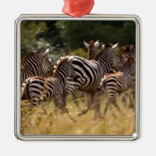 Zebras unterwegs: Eine Reise durch Tausende von Me Silbernes Ornament (Vorne)