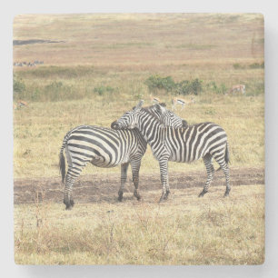 Zebras zeigt Zuneigung, die Serengeti. Steinuntersetzer