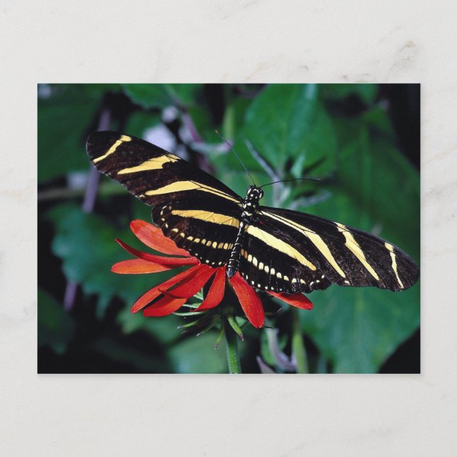 Zebraschmetterling auf der mexikanischen flammende postkarte (Vorderseite)