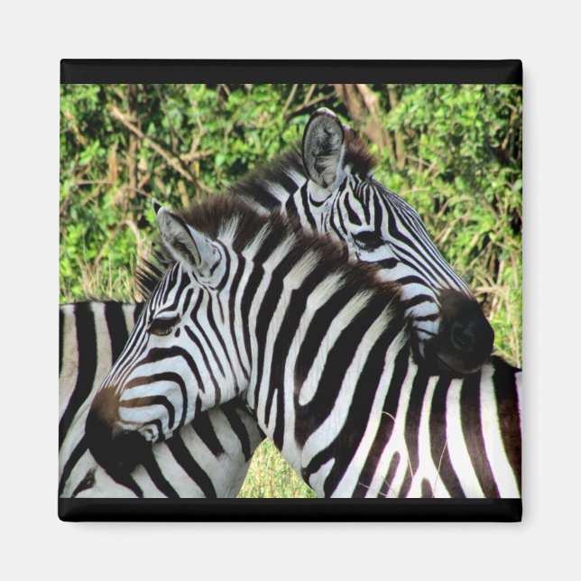 Zebraschnecken Magnet (Vorne)