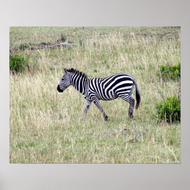 Zebrastreifen Poster (Vorne)