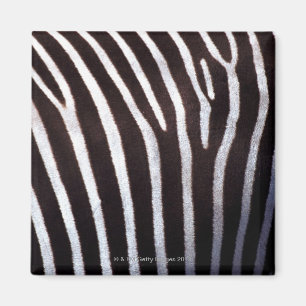 Zebraverstecke Magnet