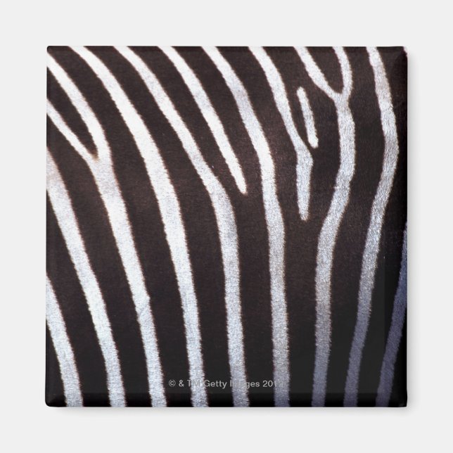 Zebraverstecke Magnet (Vorne)