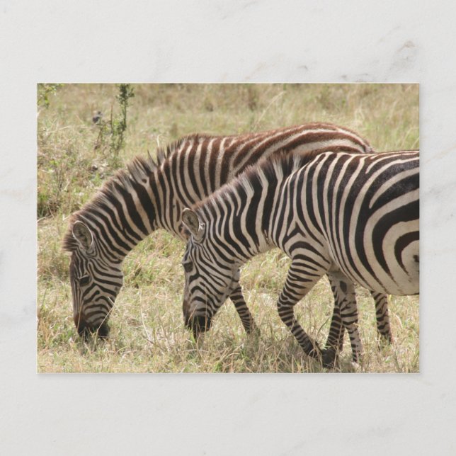 Zebraweide Postkarte (Vorderseite)
