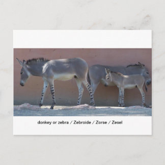 Zebroide Postkarte