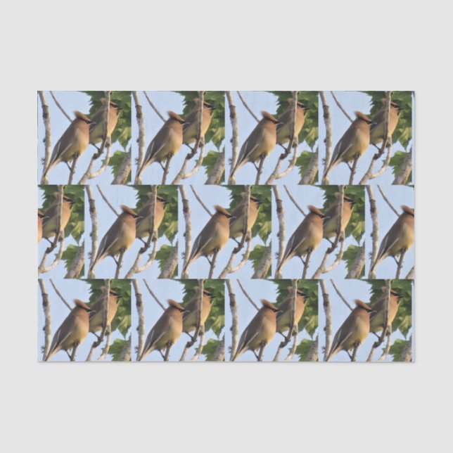 Zedar Waxwing - Backyard Bird Tissue Paper Seidenpapier (Vorderseite)