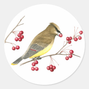 Zedar Waxwing Bird Art Aufkleber