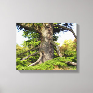 Zeder-Libanon Tree Canvas Print Leinwanddruck