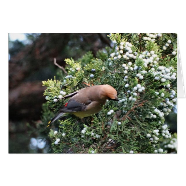 Zederbaum u. Waxwing (Vorderseite (Horizontal))