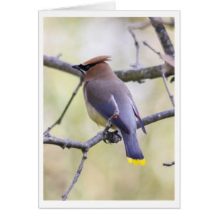 ZederWaxwing