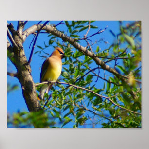 Zederwaxwing-Druck Poster