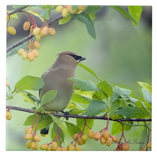 ZederWaxwing Fliese (Vorderseite)