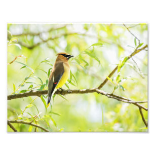 ZederWaxwing Fotodruck