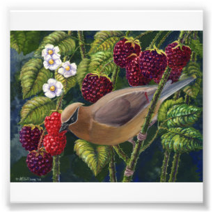 ZederWaxwing im HimbeerFotodruck Fotodruck
