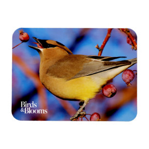 ZederWaxwing Magnet
