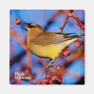 ZederWaxwing Magnet