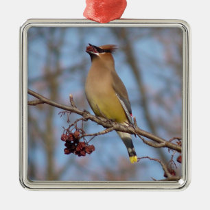 ZederWaxwing Silbernes Ornament