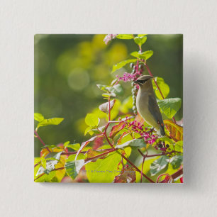 Zederwaxwing-und Poke-Beeren auf einem Baum Button