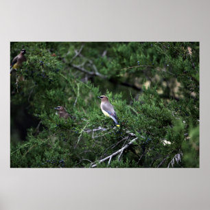 ZederWaxwings im Baum mit Beeren Poster
