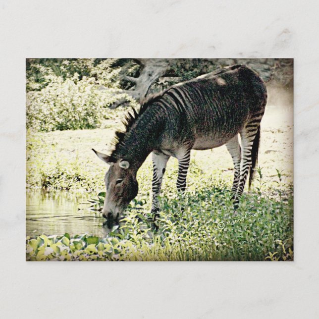 ‚Zedonk‘ Postkarte (Vorderseite)