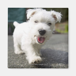 Zehnwöchiger alter weiblicher Westhochlandterrier Magnet