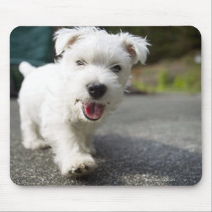 Zehnwöchiger alter weiblicher Westhochlandterrier Mousepad