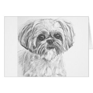 Zeichnen Shih-Tzu
