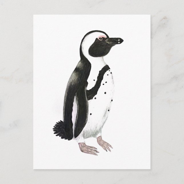 Zeichnend afrikanischer Pinguinstift Postkarte (Vorderseite)