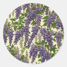 Zeichnend amerikanisches Wisteria