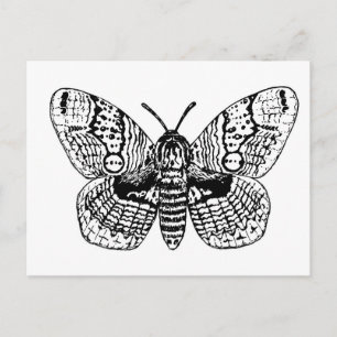 Zeichnend Brahmanmotte Postkarte