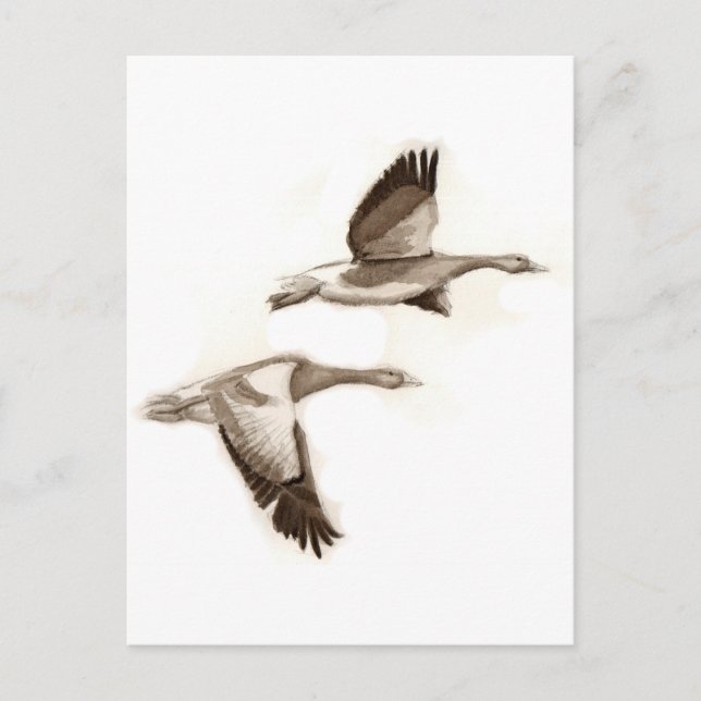 Zeichnend Gänse Postkarte (Vorderseite)