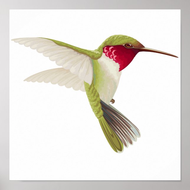 Zeichnend Hummingvogel Poster (Vorne)