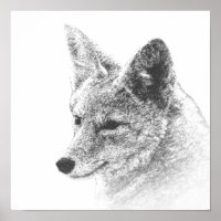 Zeichnend Koyote