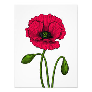 Zeichnend Mohn Fotodruck
