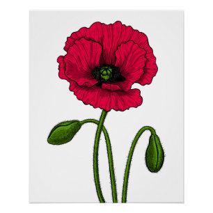 Zeichnend Mohn Poster