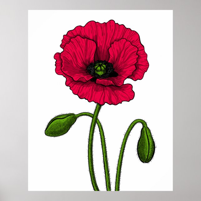 Zeichnend Mohn Poster (Vorne)