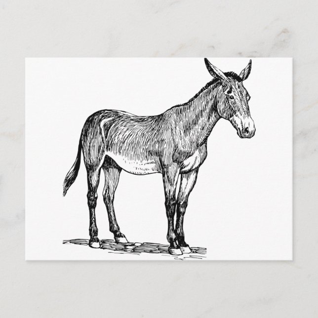 Zeichnend Mule, Stubborn Postkarte (Vorderseite)