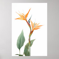 Zeichnend Paradiesvogel (Blume)