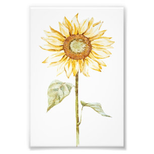 Zeichnend Sonnenblume - Vintages Sonnenschein Gebu Fotodruck