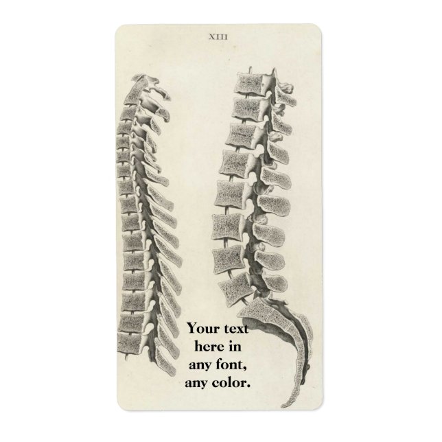 Zeichnend Vertebrae (Vorne)