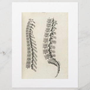 Zeichnend Vertebrae Flyer