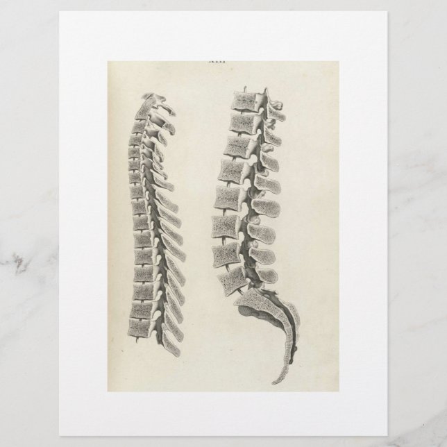 Zeichnend Vertebrae Flyer (Vorne)