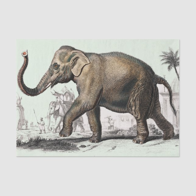 zeichnend Vintager Elefant Seidenpapier (Vorderseite)