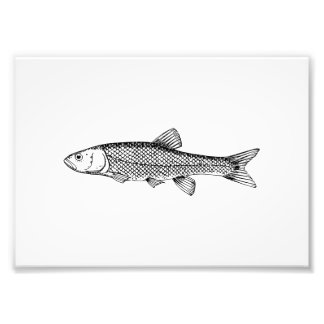Zeichnend Zwergfisch Fotodruck