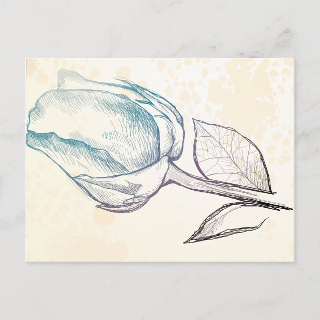 Zeichnung einer Rose, Postkarte (Vorderseite)