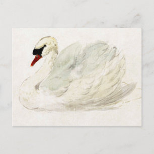 Zeichnung Schwan von Aert Schouman Postkarte