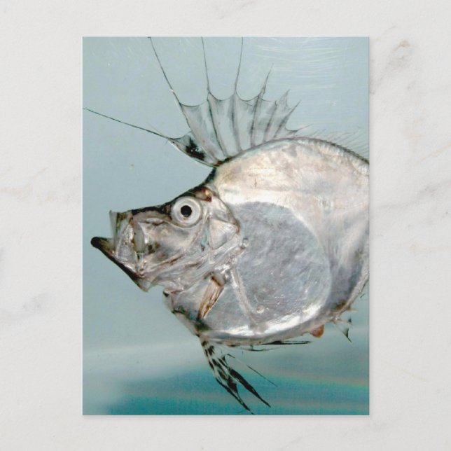 Zeidae Fish Postkarte (Vorderseite)