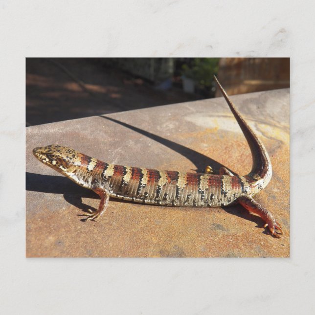 Zeigen Sie Low Arizona King's Place Alligator Liza Postkarte (Vorderseite)