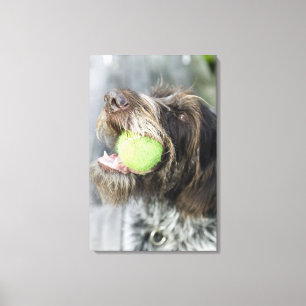 Zeigerhundebeißender Tennisball, Nahaufnahme Leinwanddruck
