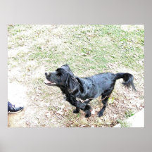 Zeit, den Hund zu Fuß zu gehen